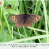 erebia medusa daghestan female 1